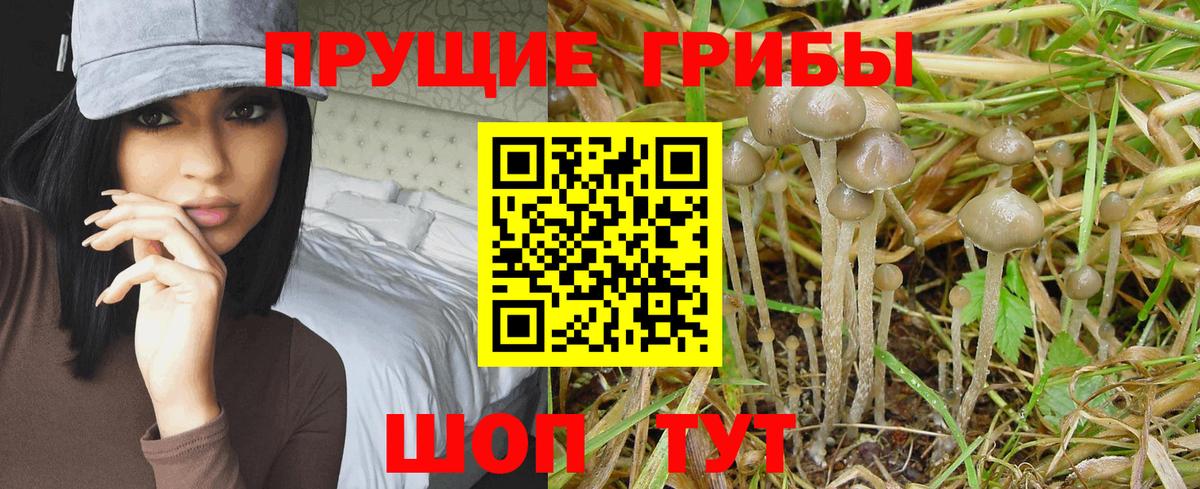 купить наркотик  Псилоцибиновые грибы Psilocybine cubensis  Вход с VPN  Карабулак 